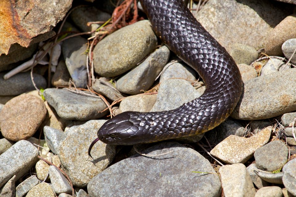 Snake, Tasmania Australia