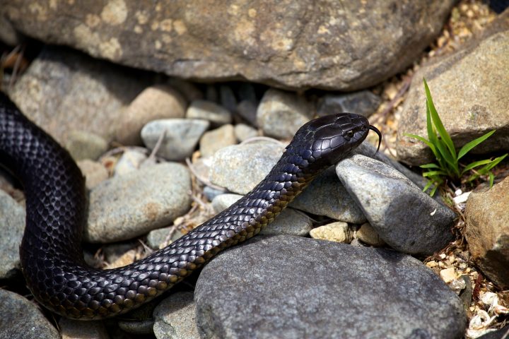 Snake, Tasmania Australia