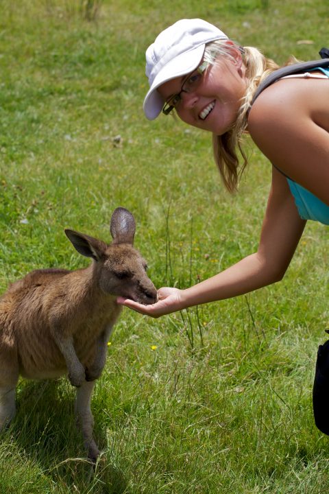 Kangaroo, Tasmania, Australia