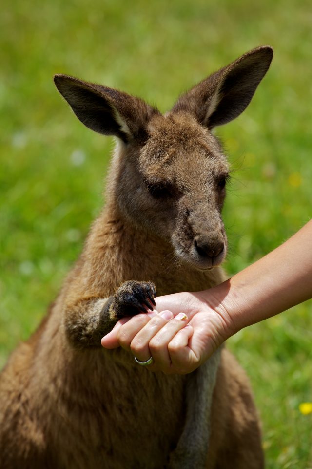 Kangaroo, Tasmania, Australia