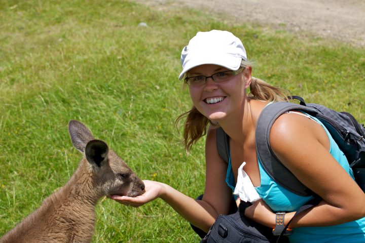 Kangaroo, Tasmania, Australia