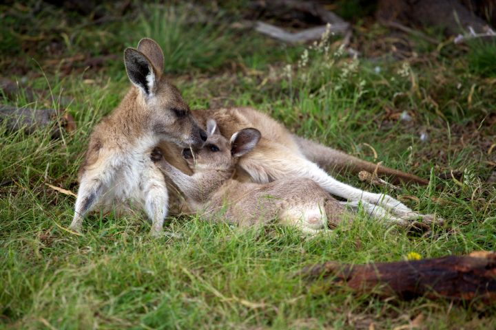 Kangaroo, Tasmania, Australia