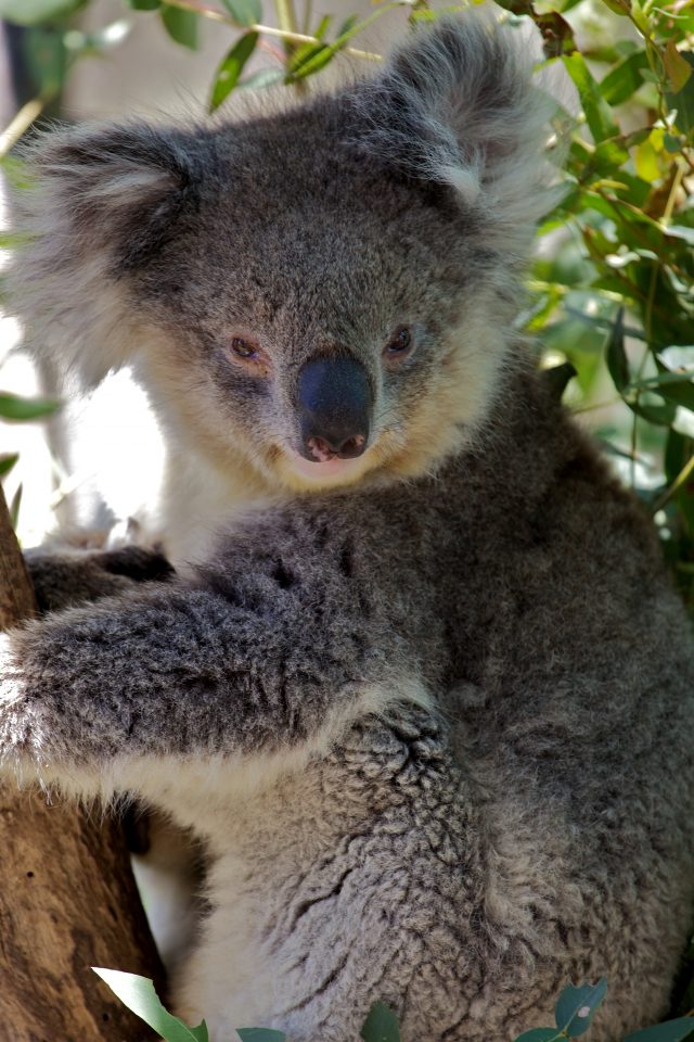 Koala, Tasmania Australia