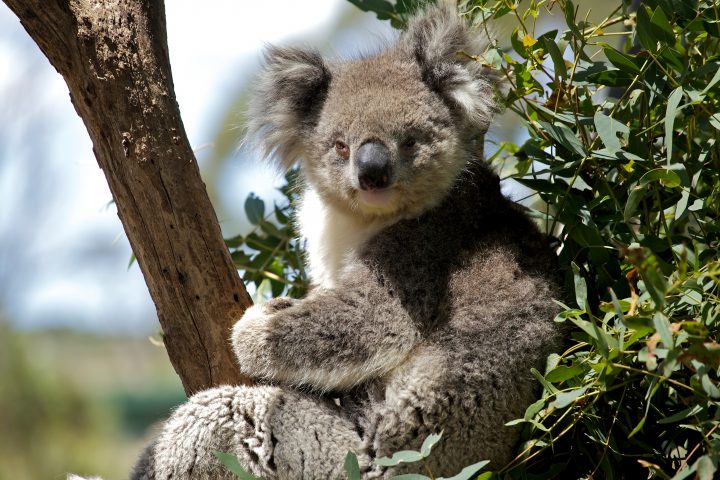 Koala, Tasmania Australia