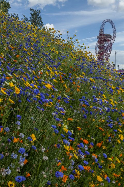 Orbit With Flowers London 2012 Olympics 0169