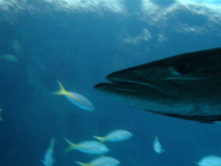 DSC06118.JPG