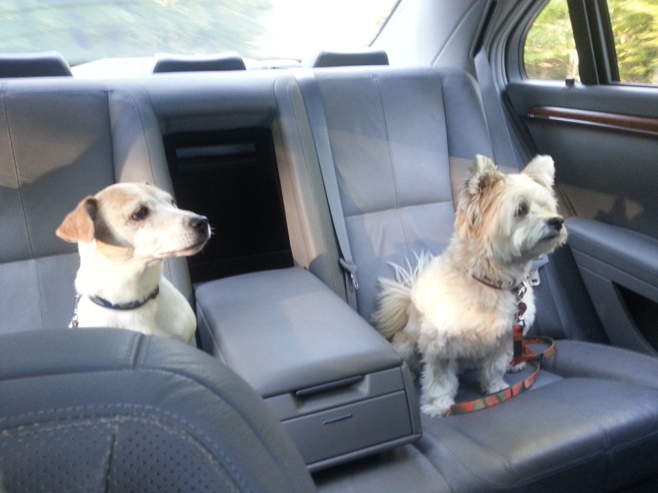 Pepper and target in the car