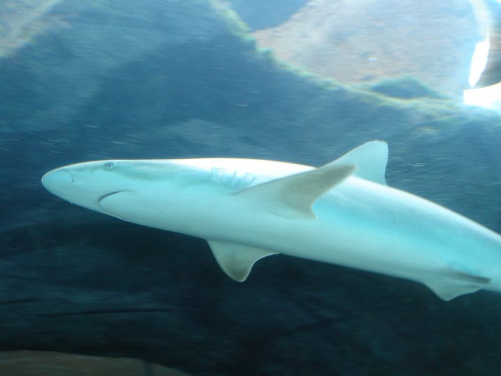 DSC06203.JPG