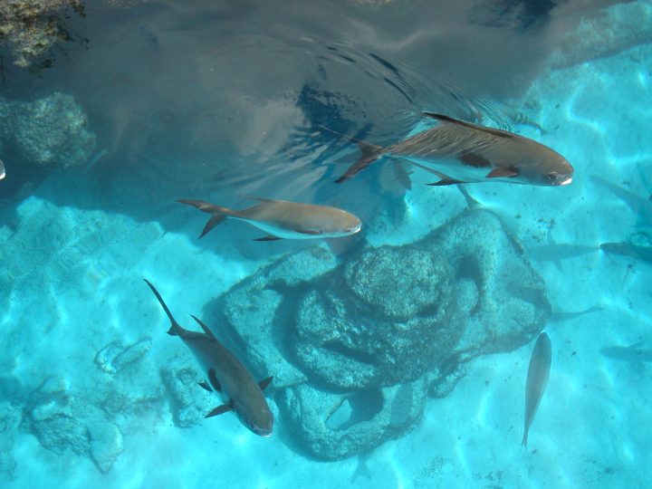 DSC06254.JPG