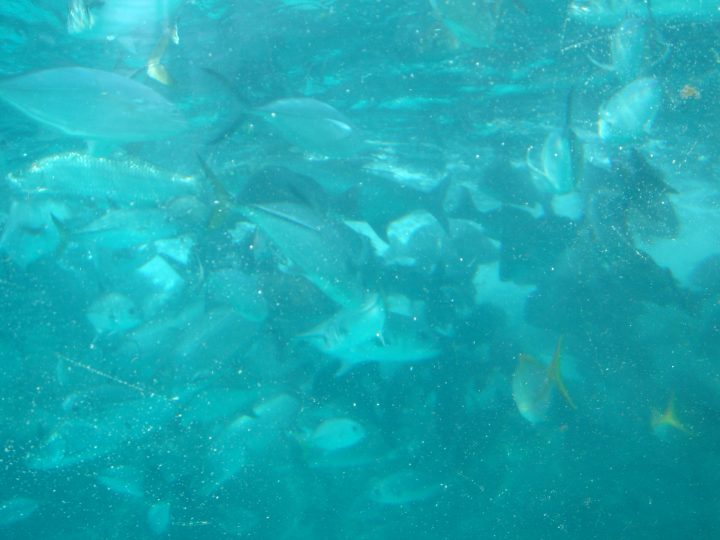DSC06264.JPG