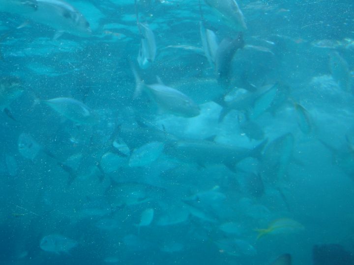 DSC06266.JPG