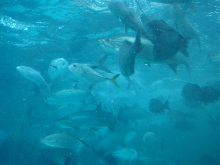 DSC06268.JPG