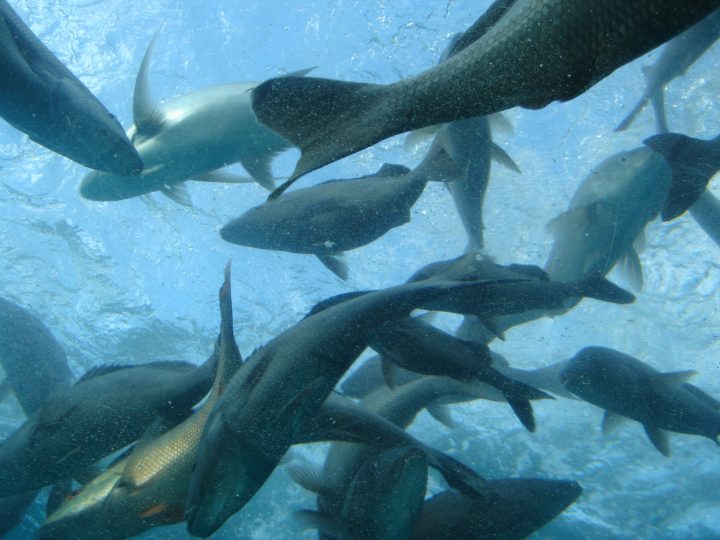 Fish
