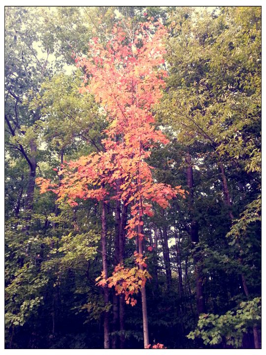 Fall