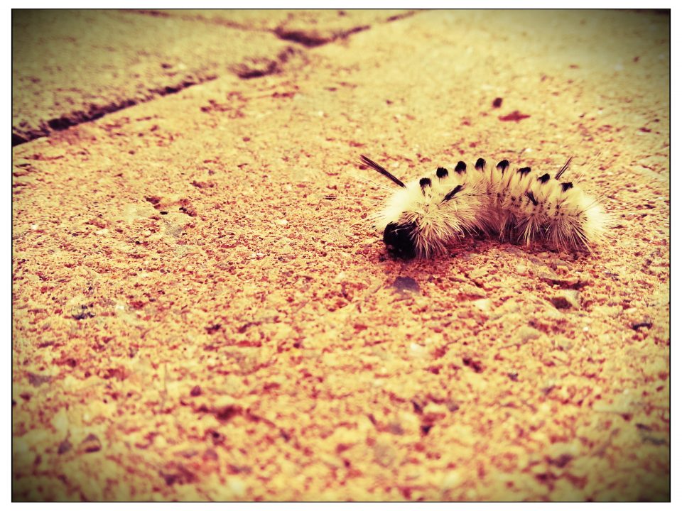 Little Caterpillar