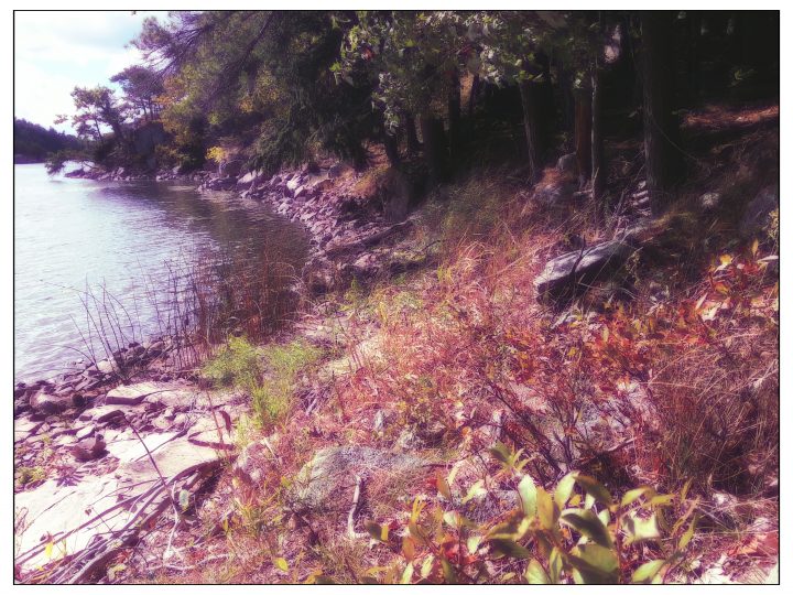 Shoreline