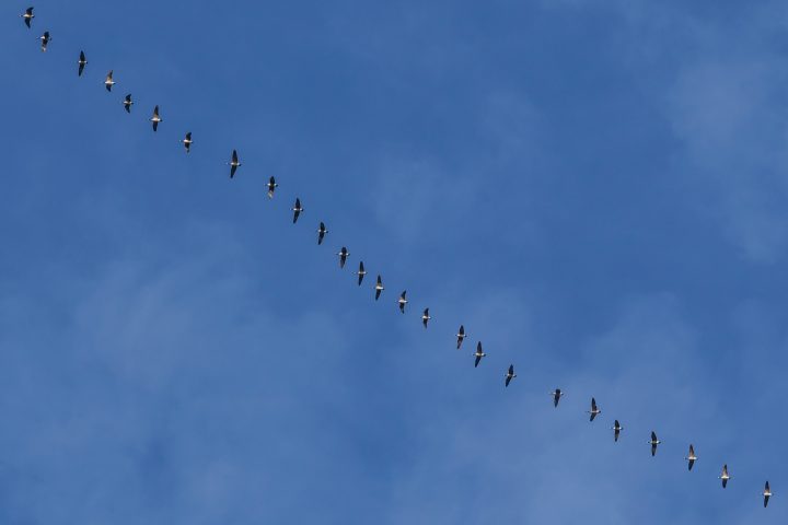 Geese Flying In A Line