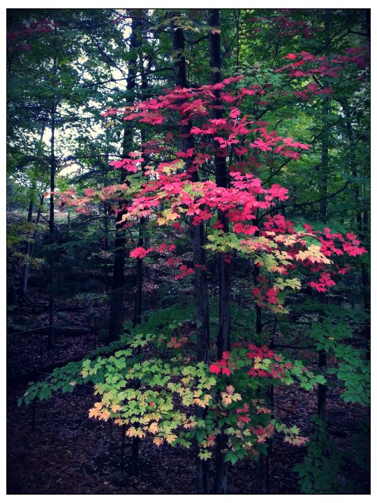 Beautiful leaves this time of year.