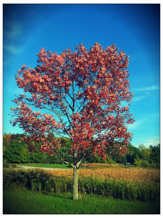 Red Leaves