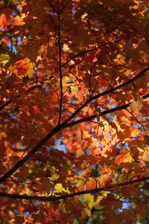 Fall 2012 1000 Islands