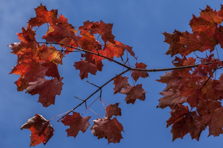Fall 2012 1000 Islands