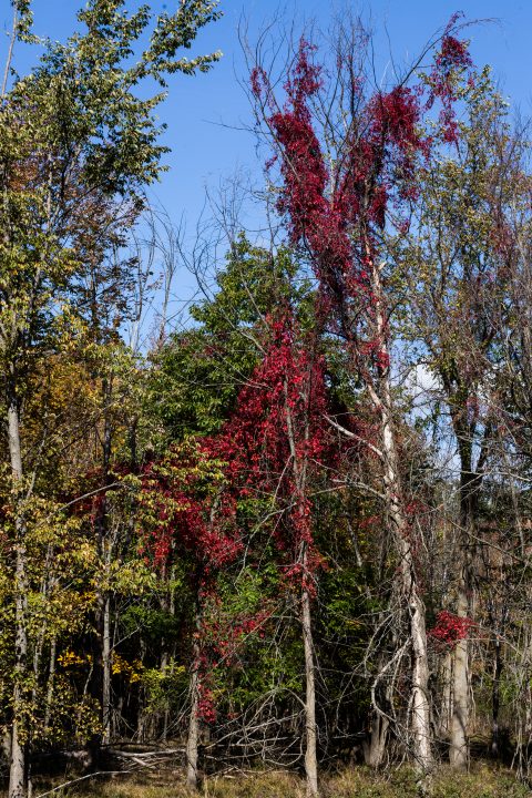 Fall 2012 1000 Islands