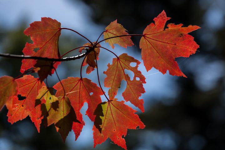 Fall 2012 1000 Islands