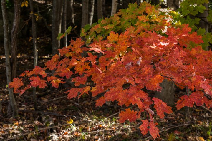 Fall 2012 1000 Islands