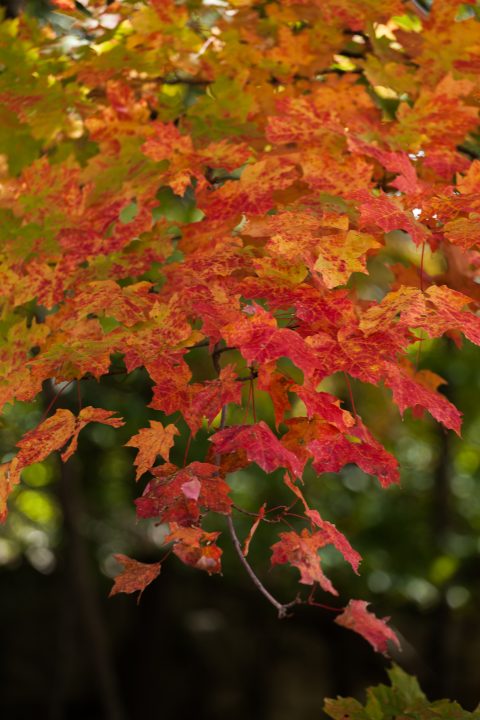 Fall 2012 1000 Islands