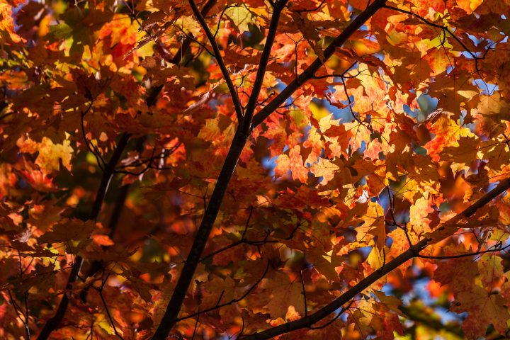 Fall 2012 1000 Islands