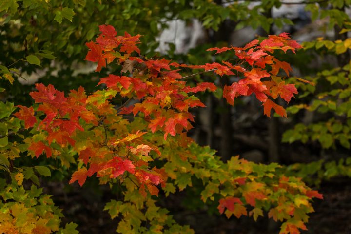 Fall 2012 1000 Islands