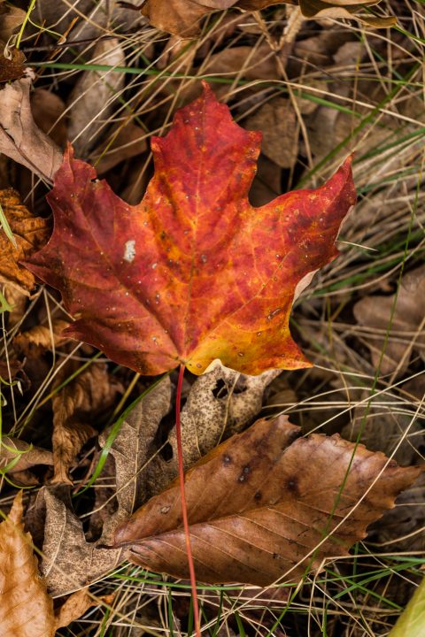Fall 2012 1000 Islands
