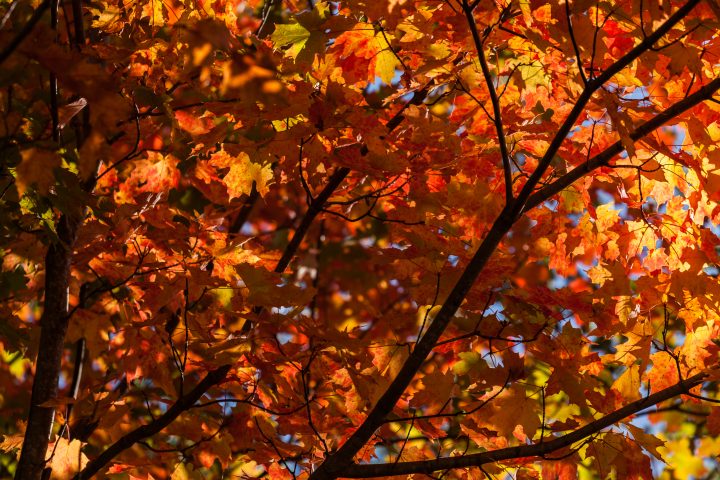 Fall 2012 1000 Islands