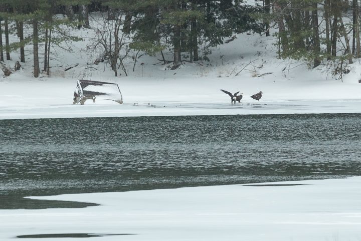 3 eagles across river