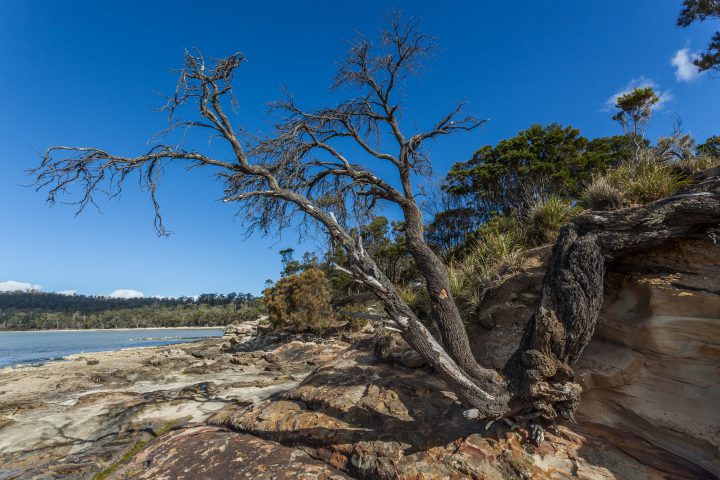 Lime Bay Tasmania