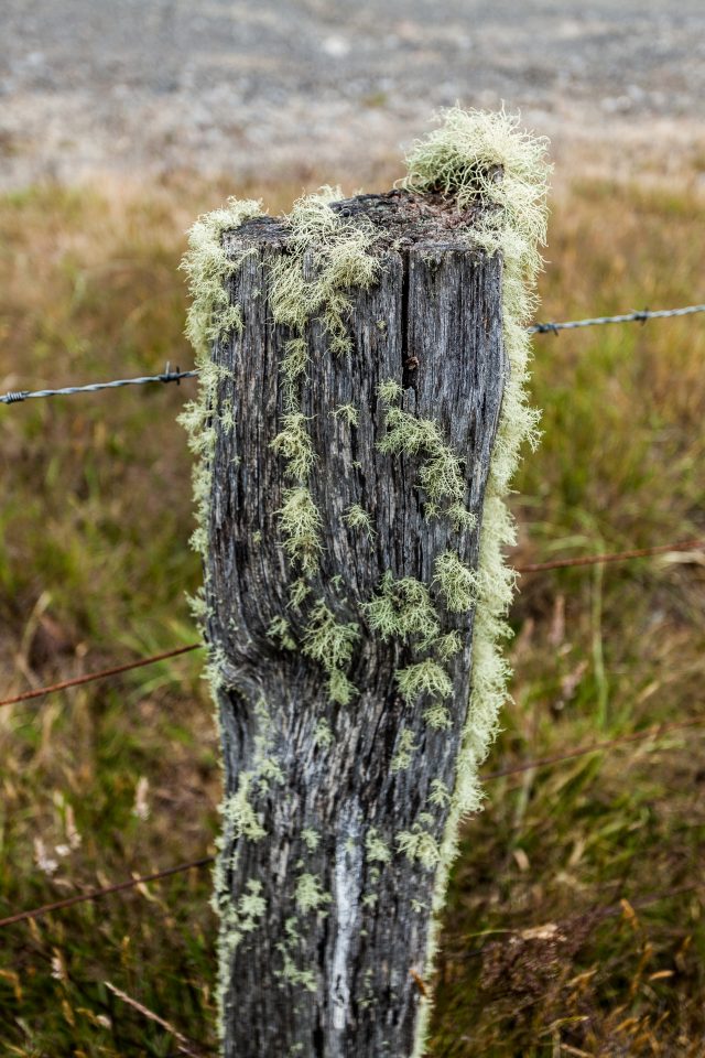 Fence Post With Moss On It