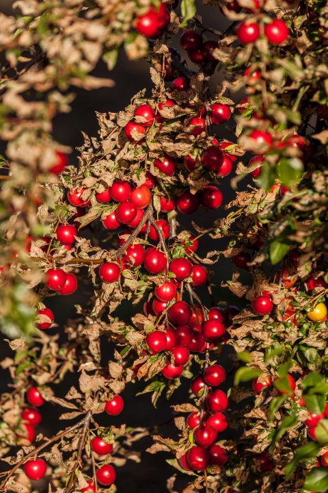 Red Berries