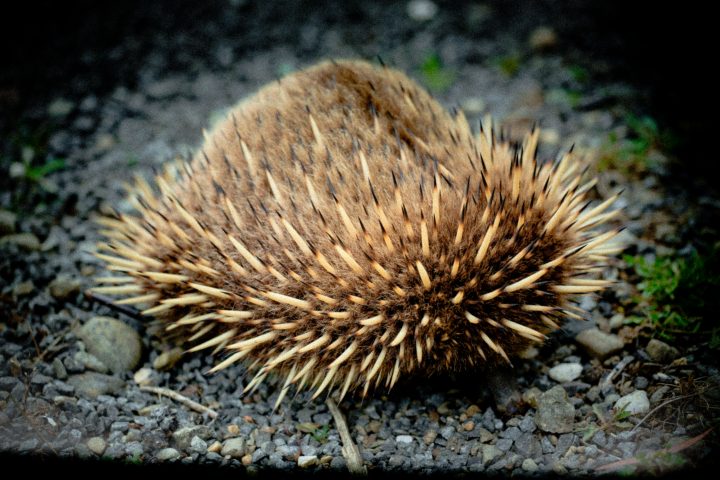 Echidna