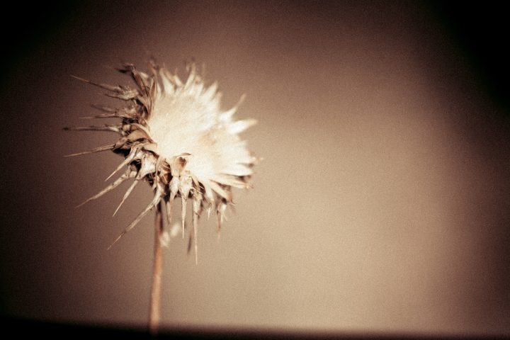 Grainy Bloom