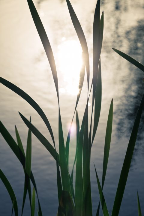 Green Reeds