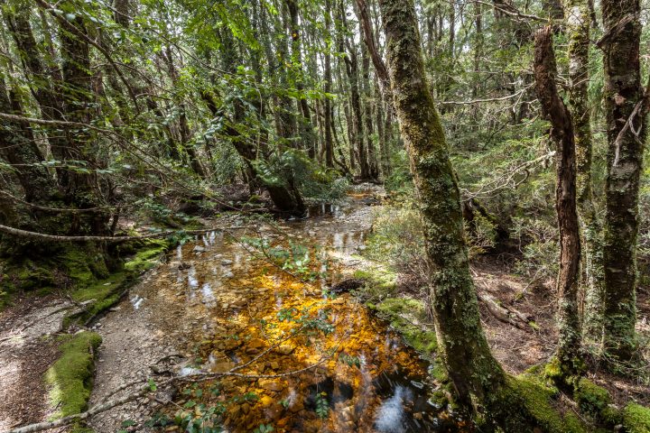 Stream Cradle Mountain Tasmania