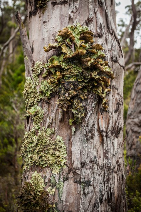 Moss on a Tree Cradle Mountain Tasmania