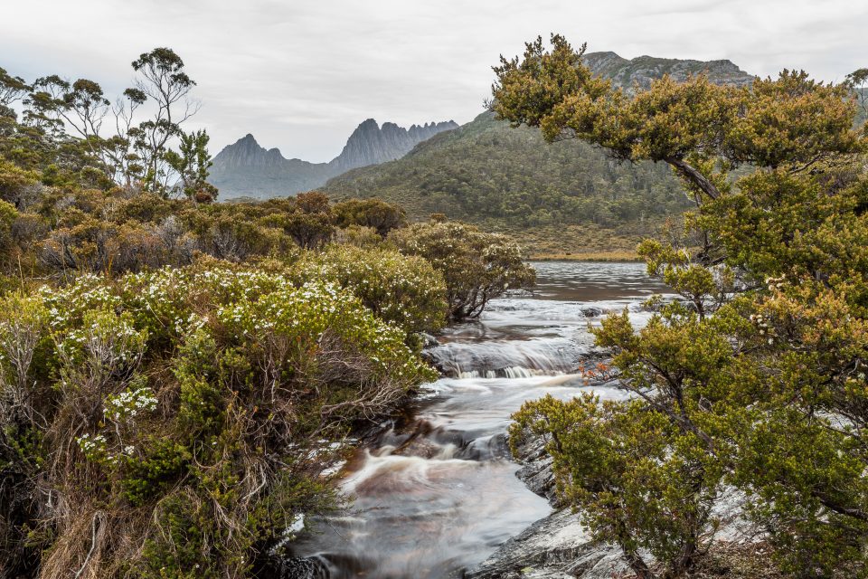 Stream Cradle Mountain Tasmania