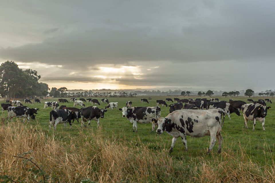 Cows Green Point Tasmania