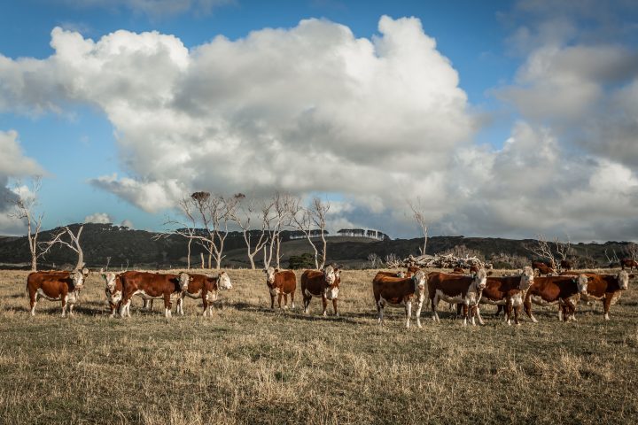 Cows at Green Point Tasmania