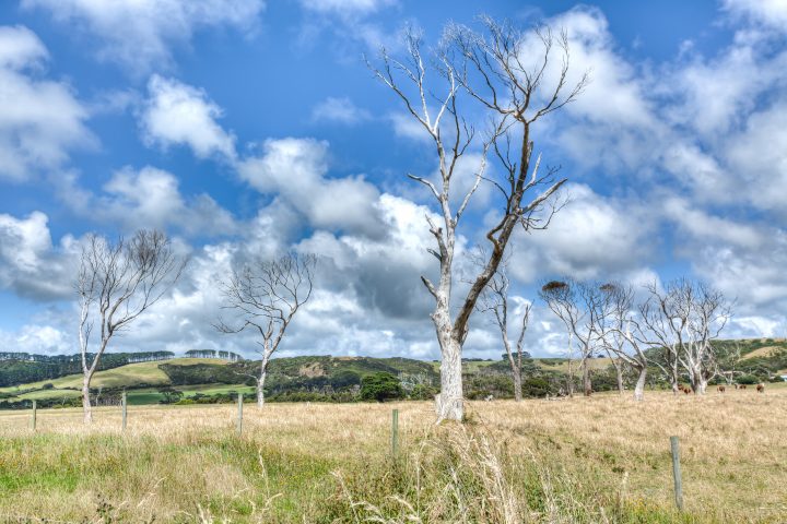 Landscape Green Point Tasmania