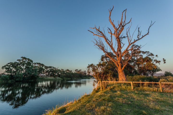 Tree At Sunset Beside a River