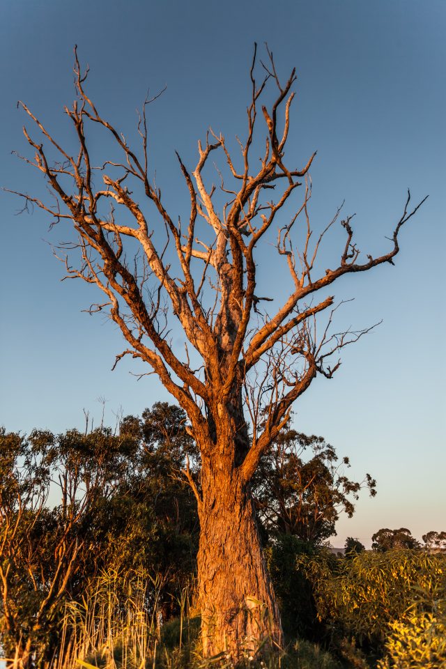 Dead Tree at Sunset