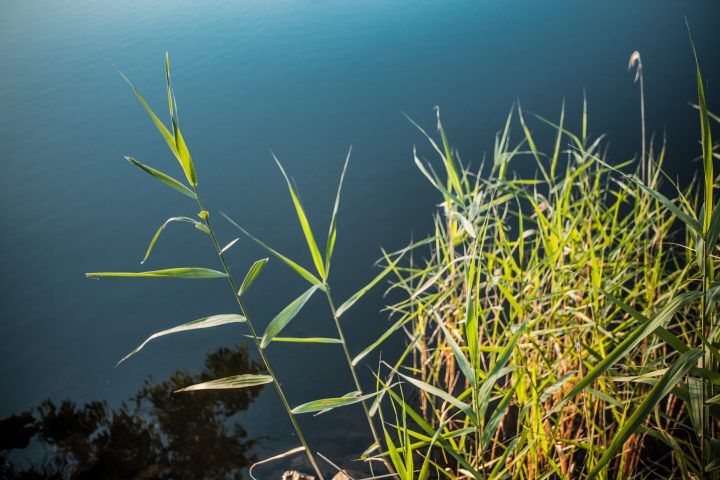 Foliage