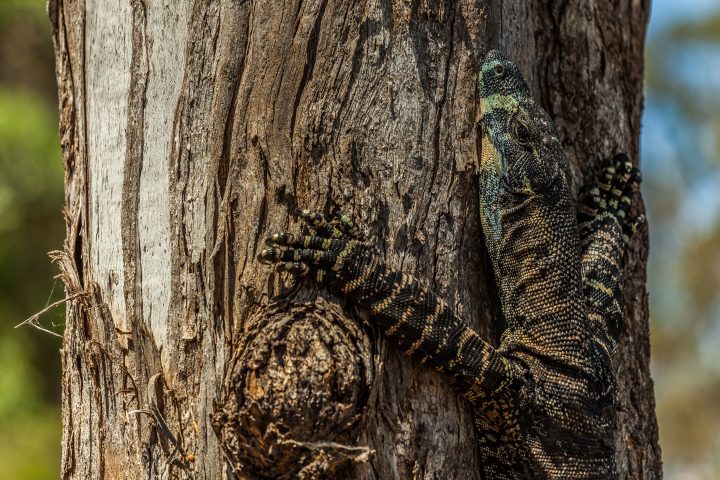Komodo Dragon